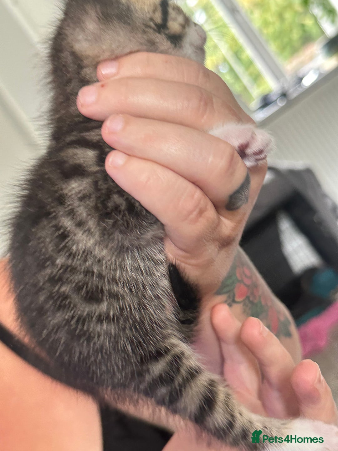 Bengal cats for sale: Bengal cross kittens  - Image 12