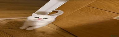 Scottish Fold 4