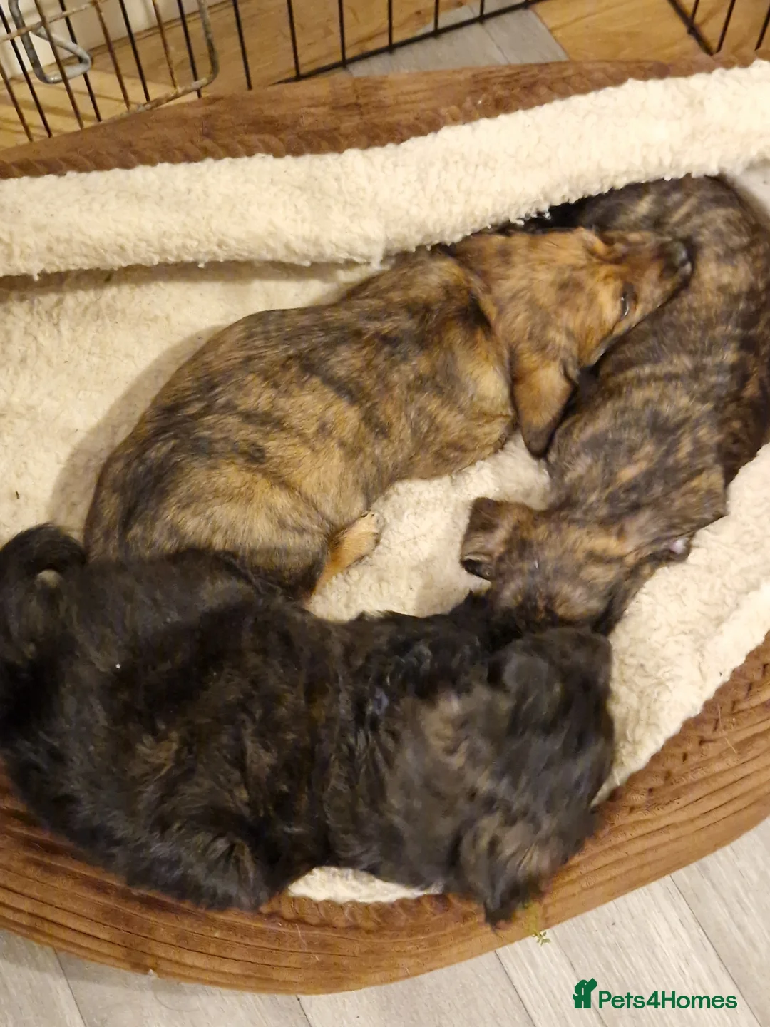 Mixed Breed dogs for sale: Adorable puppies for sale - Advert 7