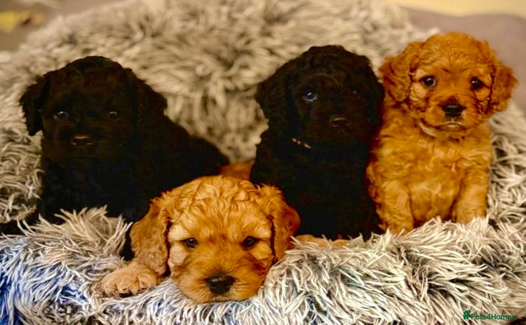 Mixed Breed dogs - Advert 2