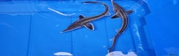 Pond Fish fish for sale: Albino & White Edge Sterlets and Diamond Sturgeon - Advert 4