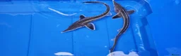 Pond Fish fish for sale: Albino & White Edge Sterlets and Diamond Sturgeon - Advert 4