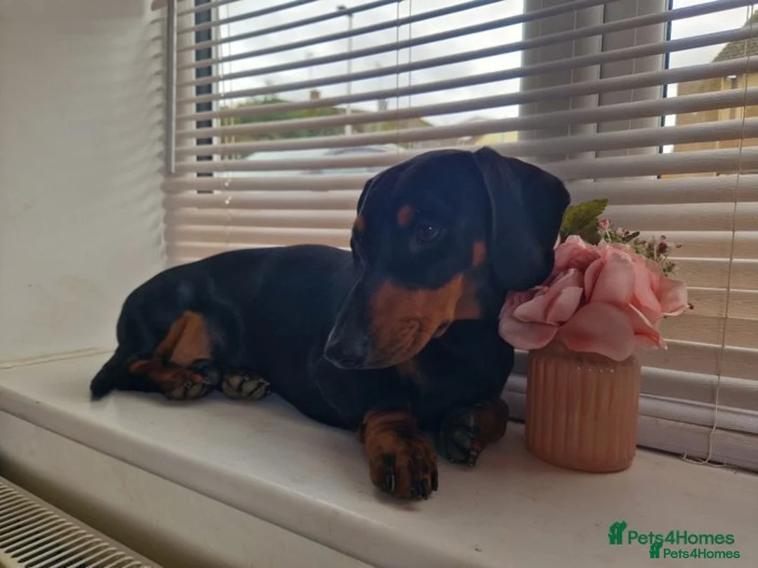 Dachshund dogs for stud: For stud! KC registered miniature dachshund  in Bristol - Image 1