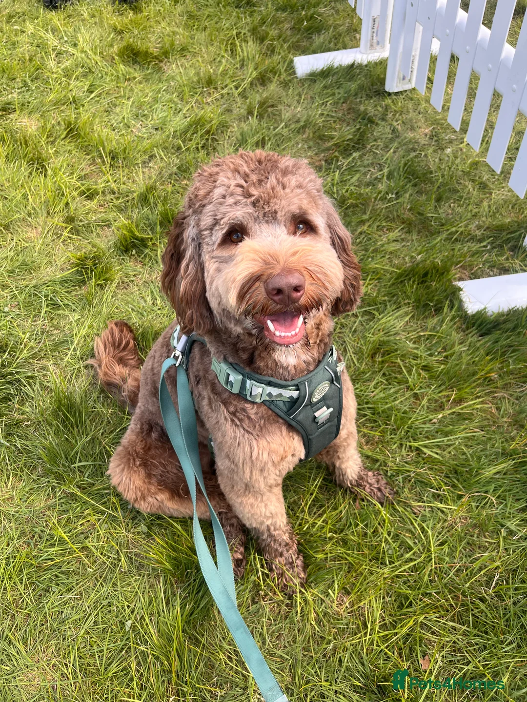 Australian Labradoodle dogs for stud: Australian Labradoodle Chocolate & White Tuxedo - Advert 9