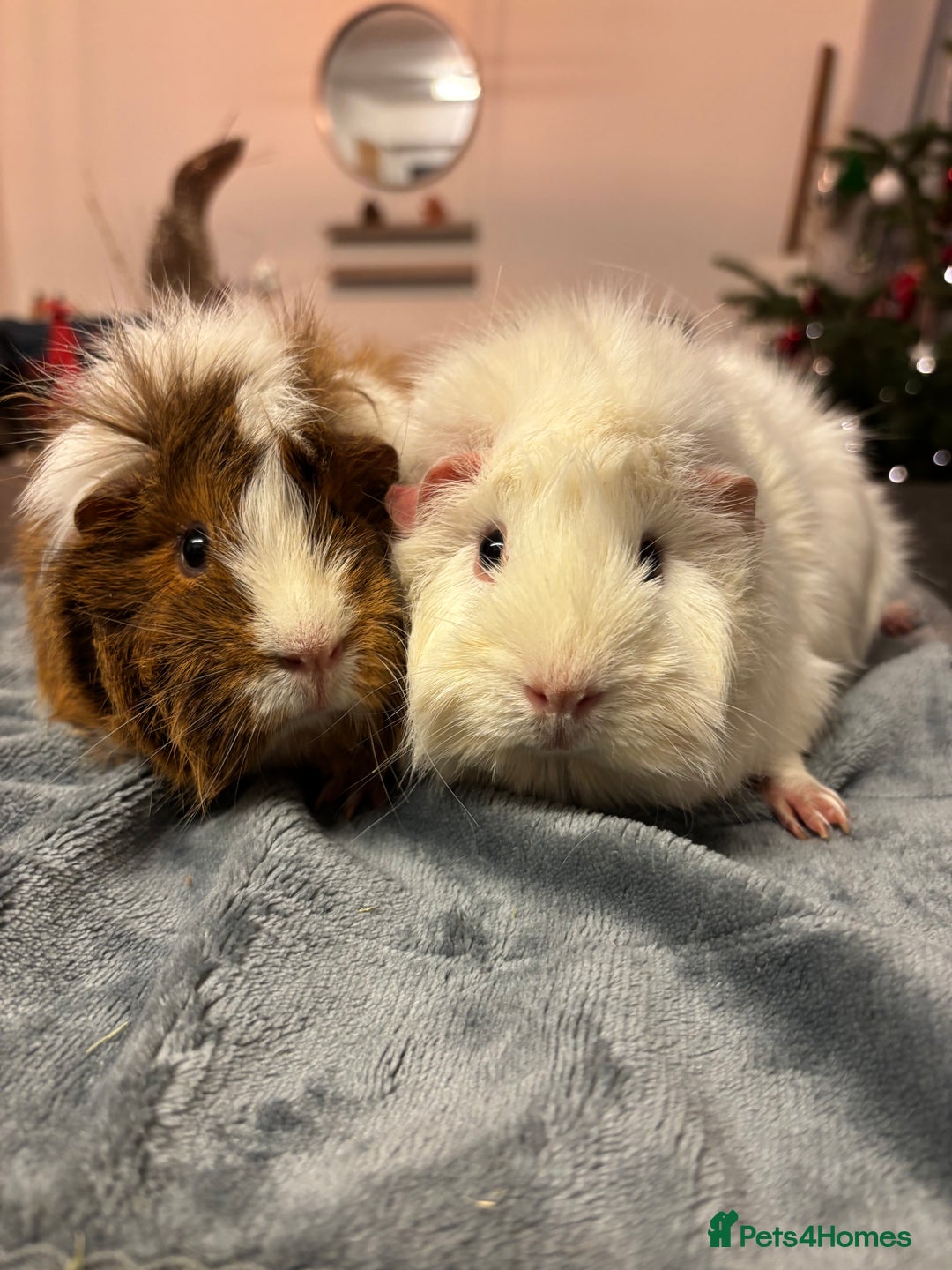 Guinea Pig rodents for sale: Two beautiful girls for sale  - Advert 4