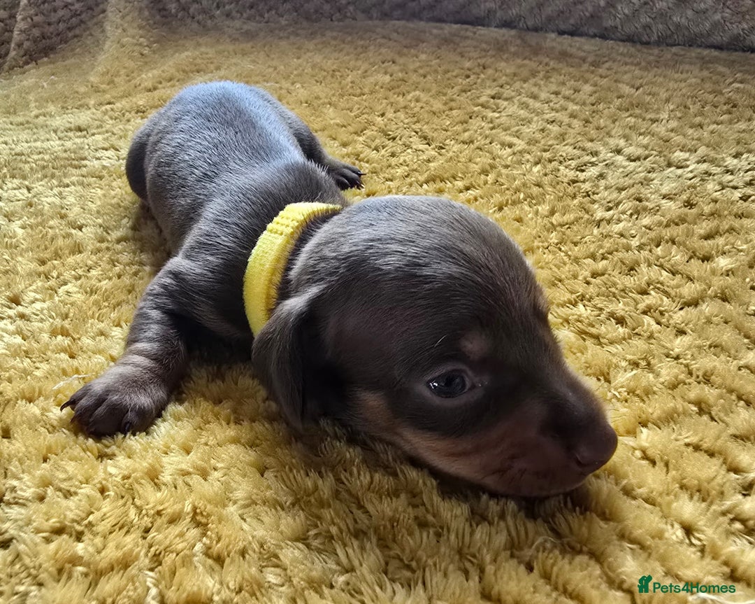 Miniature Dachshund dogs for sale: KC registered miniature dachshund puppies - Image 7