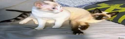Siamese cats for sale: Beautiful Siamese kittens - Advert 7