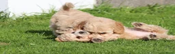 Cavapoochon dogs for sale: Beautiful Cavapoochon puppies for sale - Advert 35