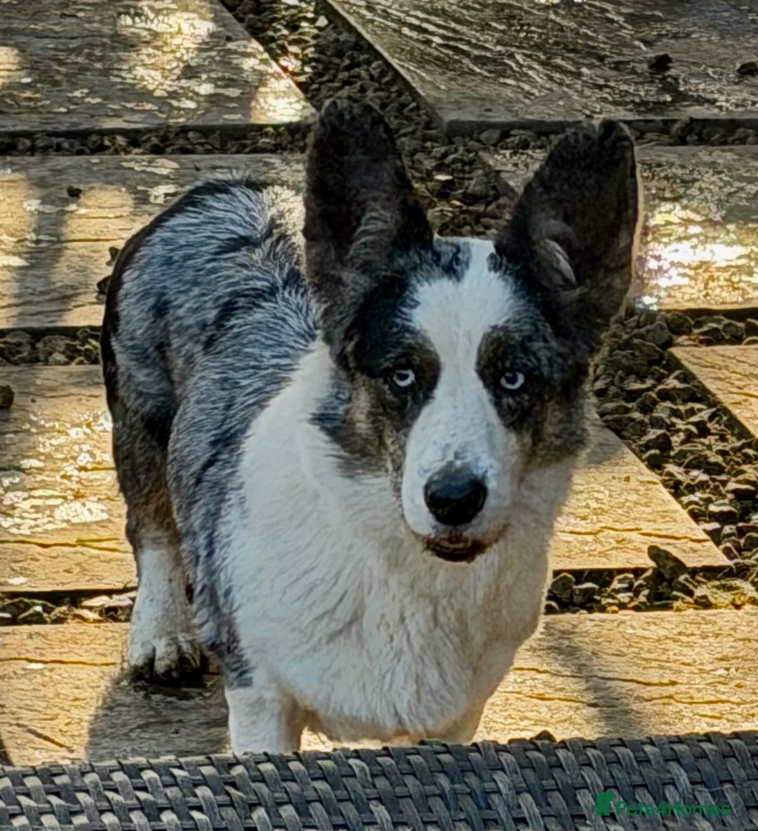 Welsh Corgi Cardigan dogs for adoption: MICHELLE – Welsh Corgi Pembroke  - Advert 8
