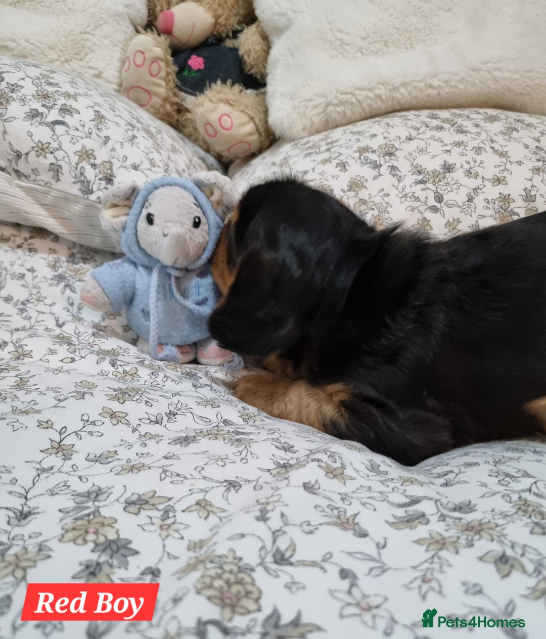 Cocker Spaniel dogs for sale: 🐾 Beautiful Show Cocker Spaniel Puppys - Image 10