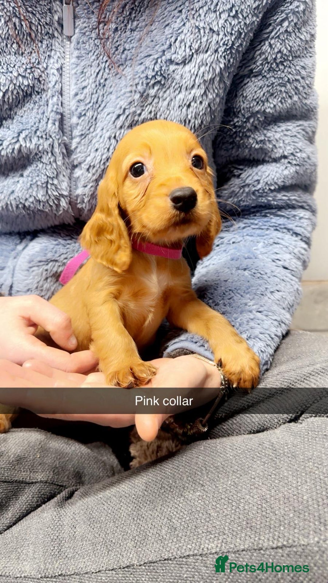 Cocker Spaniel dogs for sale: Cocker spaniel pups - Advert 2