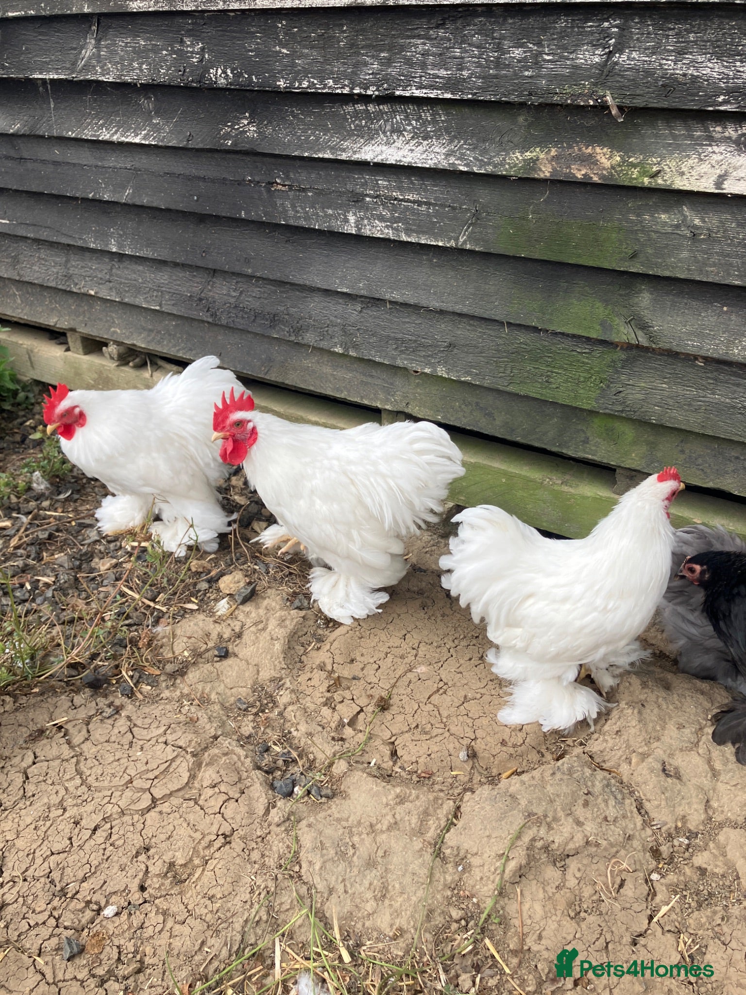 Chickens poultry White Pekin Bantam Cockerels - Advert 2