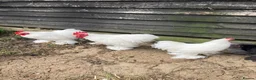 Chickens poultry for sale: White Pekin Bantam Cockerels in Chelmsford - Advert 1