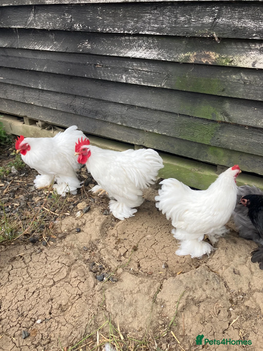 Chickens poultry for sale: White Pekin Bantam Cockerels in Chelmsford - Advert 1