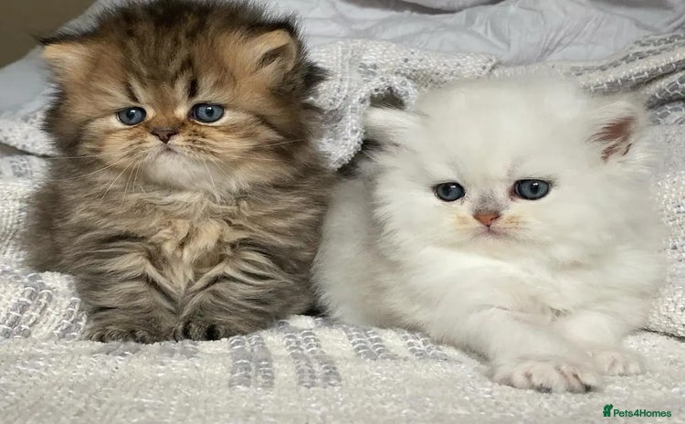 Persian cats - Advert 3