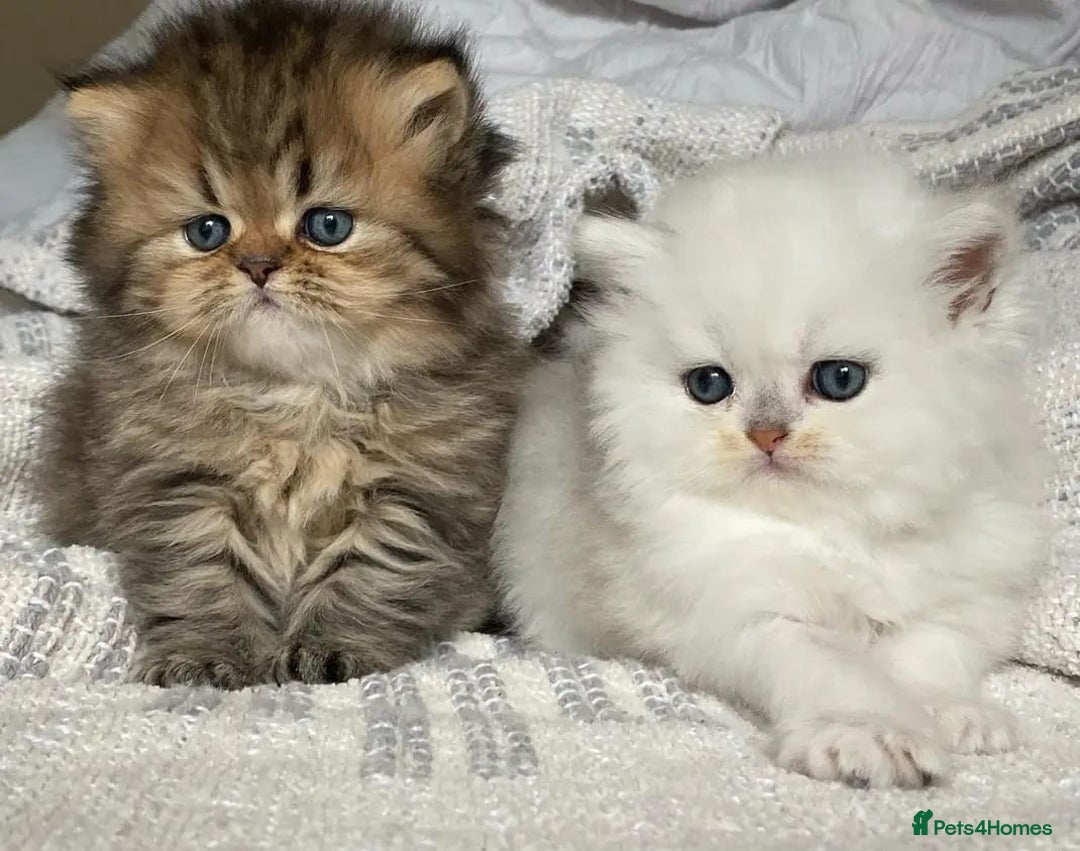 Persian cats for sale: Persian kittens  - Image 1