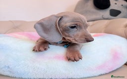 Miniature Dachshund dogs for sale: Miniature Dachshund 5 Star ⭐ Licensed Breeder - Image 21