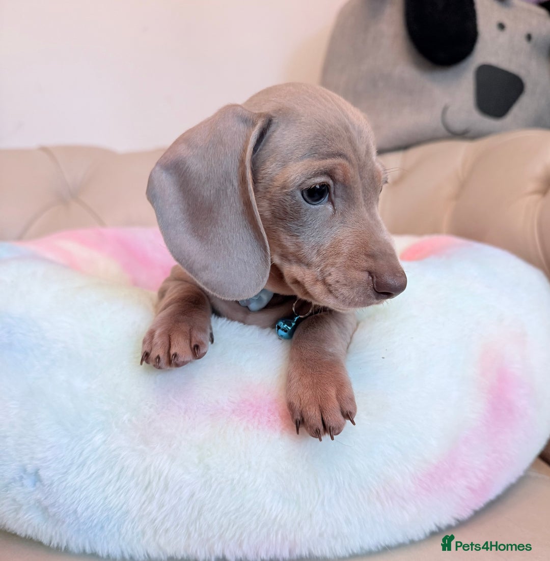 Miniature Dachshund dogs for sale: Miniature Dachshund 5 Star ⭐ Licensed Breeder - Image 21