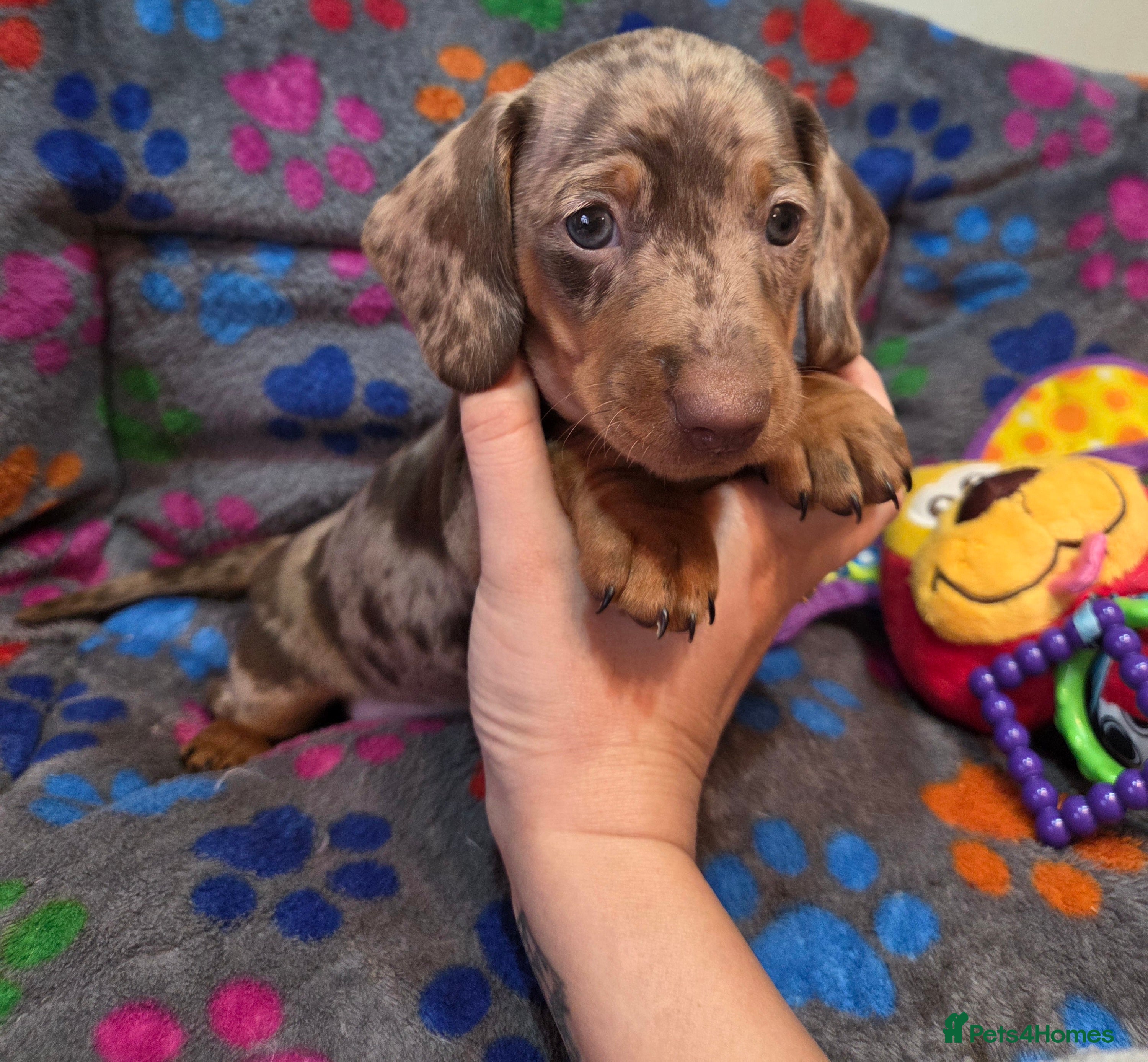 Miniature Dachshund dogs Kc Miniature Dachshunds  puppies  - Advert 17