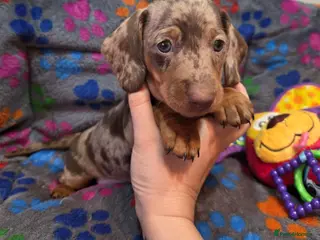 Miniature Dachshund dogs Kc Miniature Dachshunds puppies - Advert 17