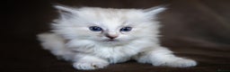 Ragdoll cats for sale: Stunning Ragdolls Ready Dec 24th - Advert 3
