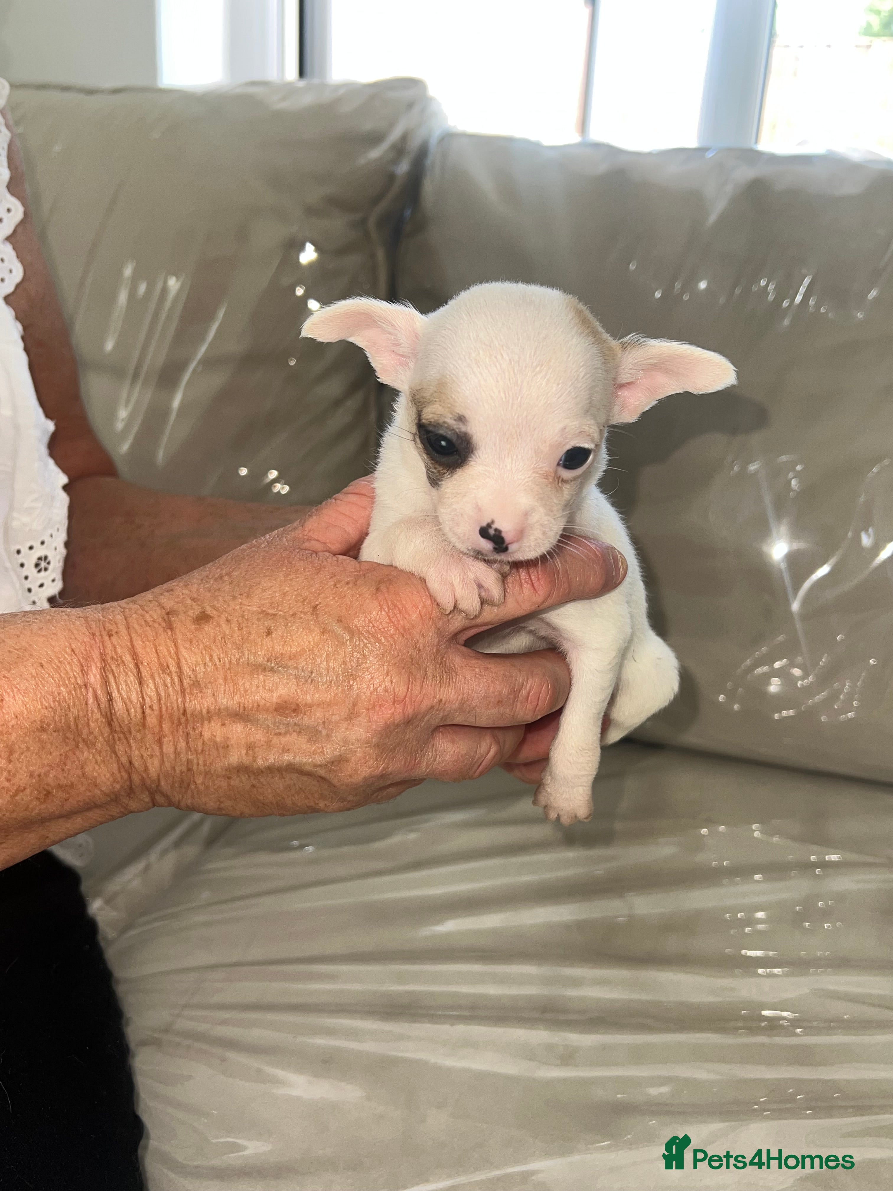 Chihuahua dogs Boy puppies for sale  - Advert 4