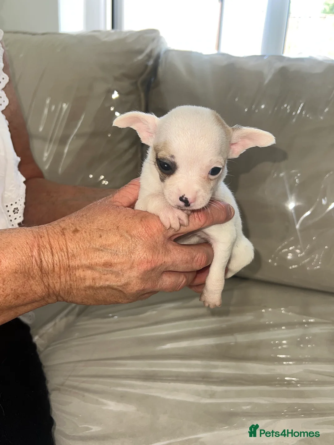 Chihuahua dogs for sale: Boy puppies for sale  - Advert 1