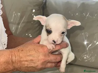 Chihuahua dogs Boy puppies for sale - Advert 1