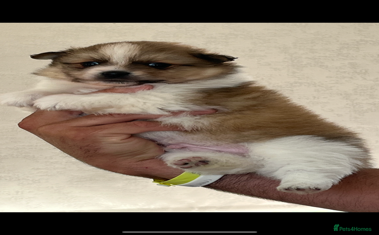 Mixed Breed dogs - Advert 15