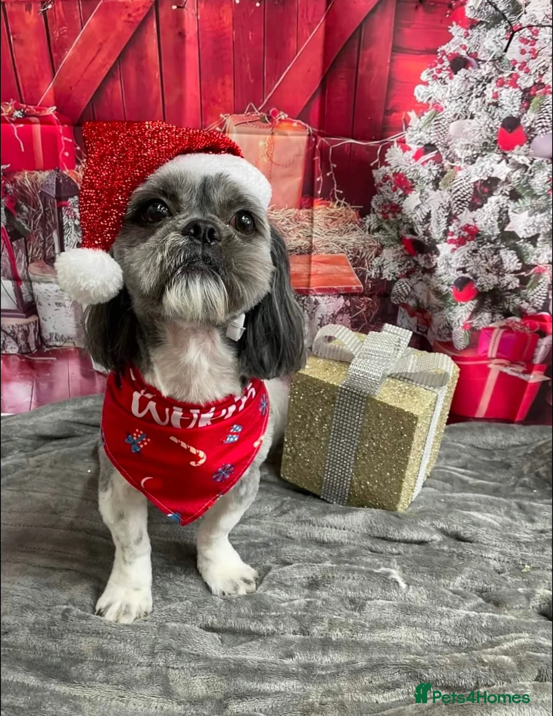 Shih Tzu dogs for stud: Stunning boy for stud  - Advert 4