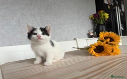 Mixed Breed cats for sale: Three beautiful kittens  - Image 12