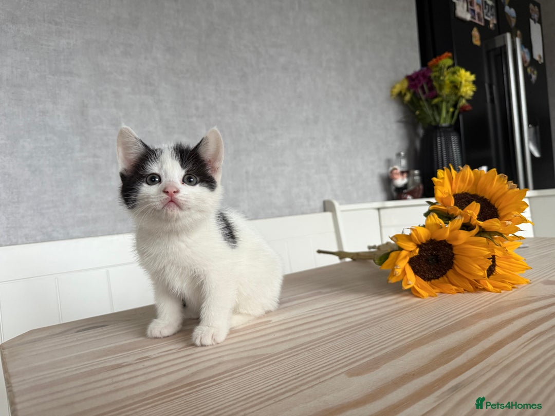 Mixed Breed cats for sale: Three beautiful kittens  - Image 12