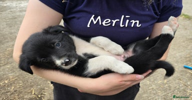 Border Collie dogs - Advert 6
