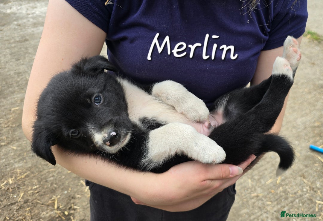 Border Collie dogs for sale:  Any farmers looking for working dogs? - Image 8