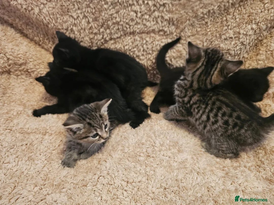 Mixed Breed cats for sale: 5 beautiful kittens - Advert 1