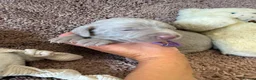 Weimaraner dogs for sale: Weimaraner Silver Grey Girl Pups - Ganult showline - Advert 21