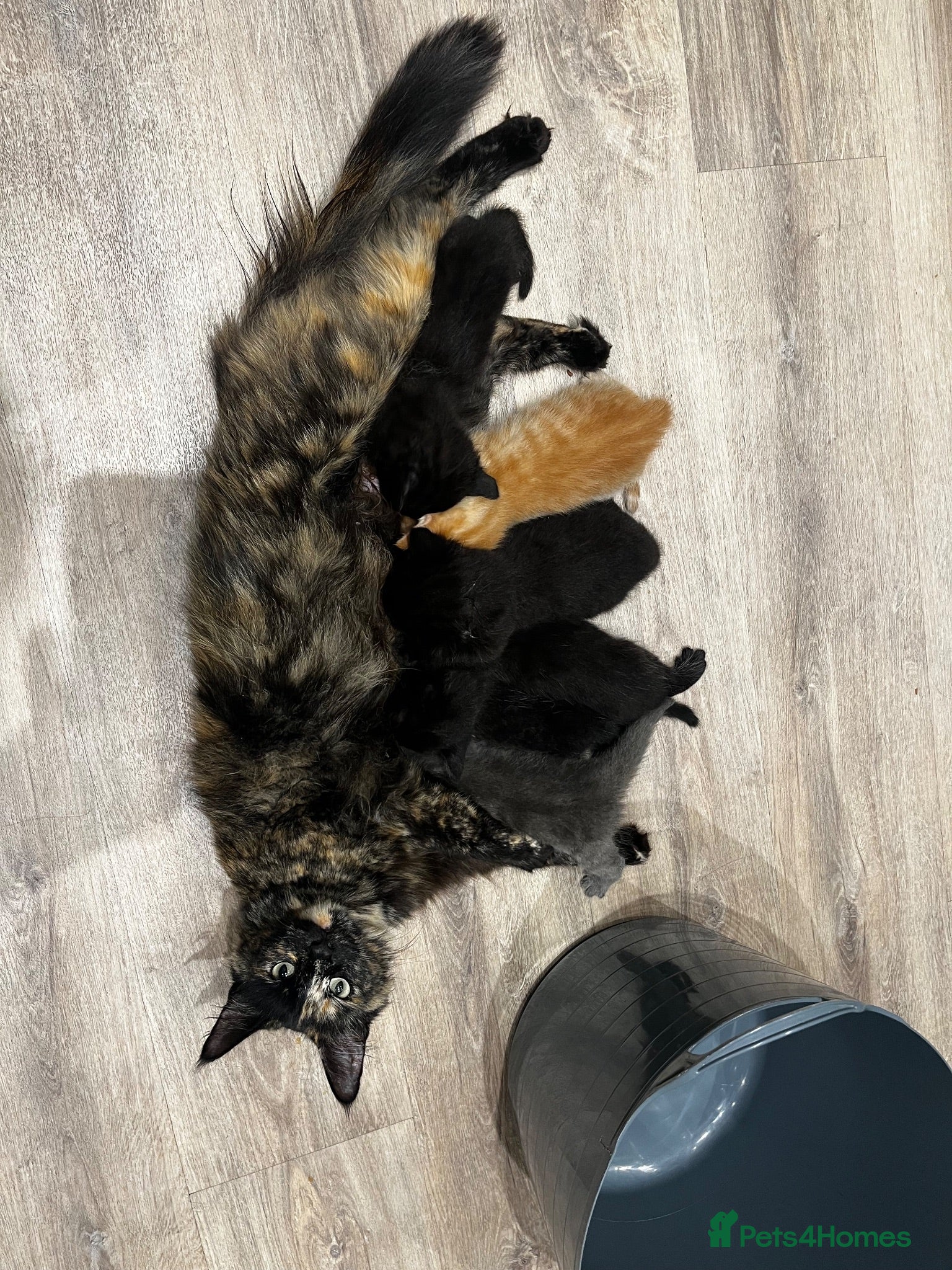 Mixed Breed cats 3 black males  - Advert 2