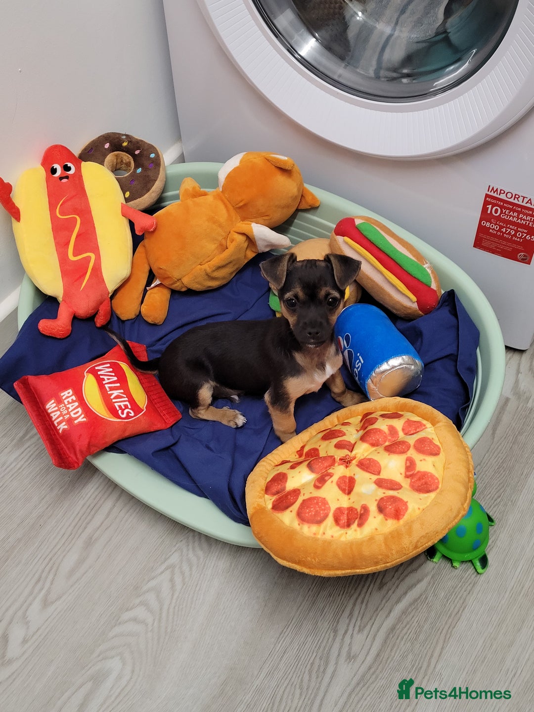 Mixed Breed dogs for sale: Chihuahua x jack males - Image 7
