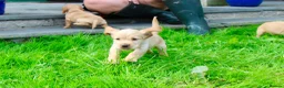 Cocker Spaniel dogs for sale: Gorgeous Golden Working Cocker Spaniels - Advert 16