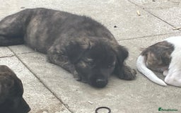 Mixed Breed dogs for sale: American Akita/Bullmastiff cross - Image 2