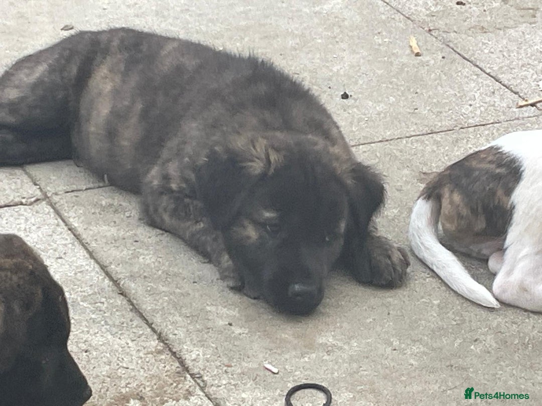 Mixed Breed dogs for sale: American Akita/Bullmastiff cross - Image 2