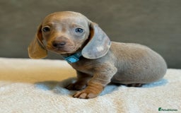 Miniature Dachshund dogs for sale: KC Reg Miniature Dachshund Puppies  - Image 11