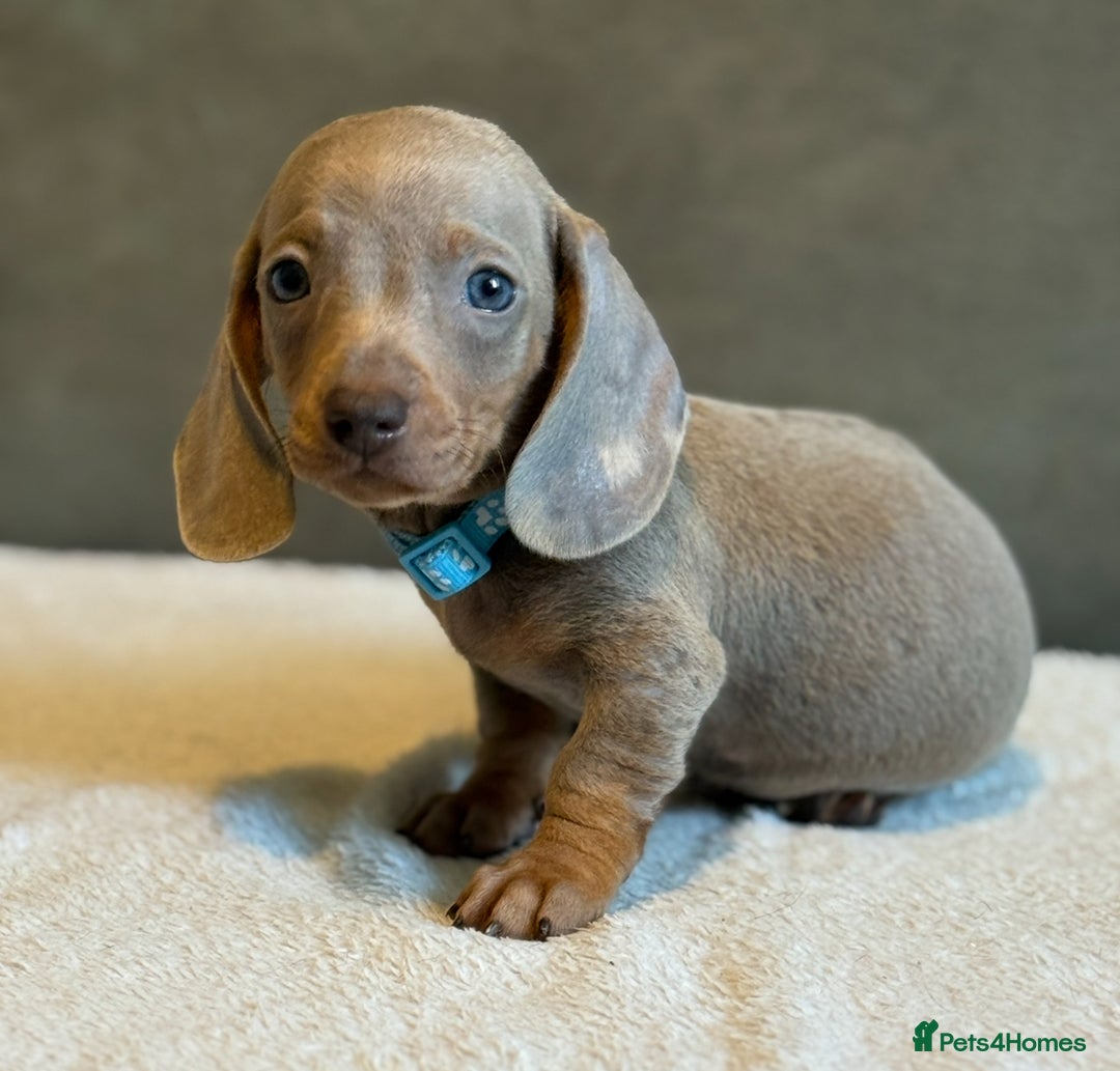 Miniature Dachshund dogs for sale: KC Reg Miniature Dachshund Puppies  - Image 11