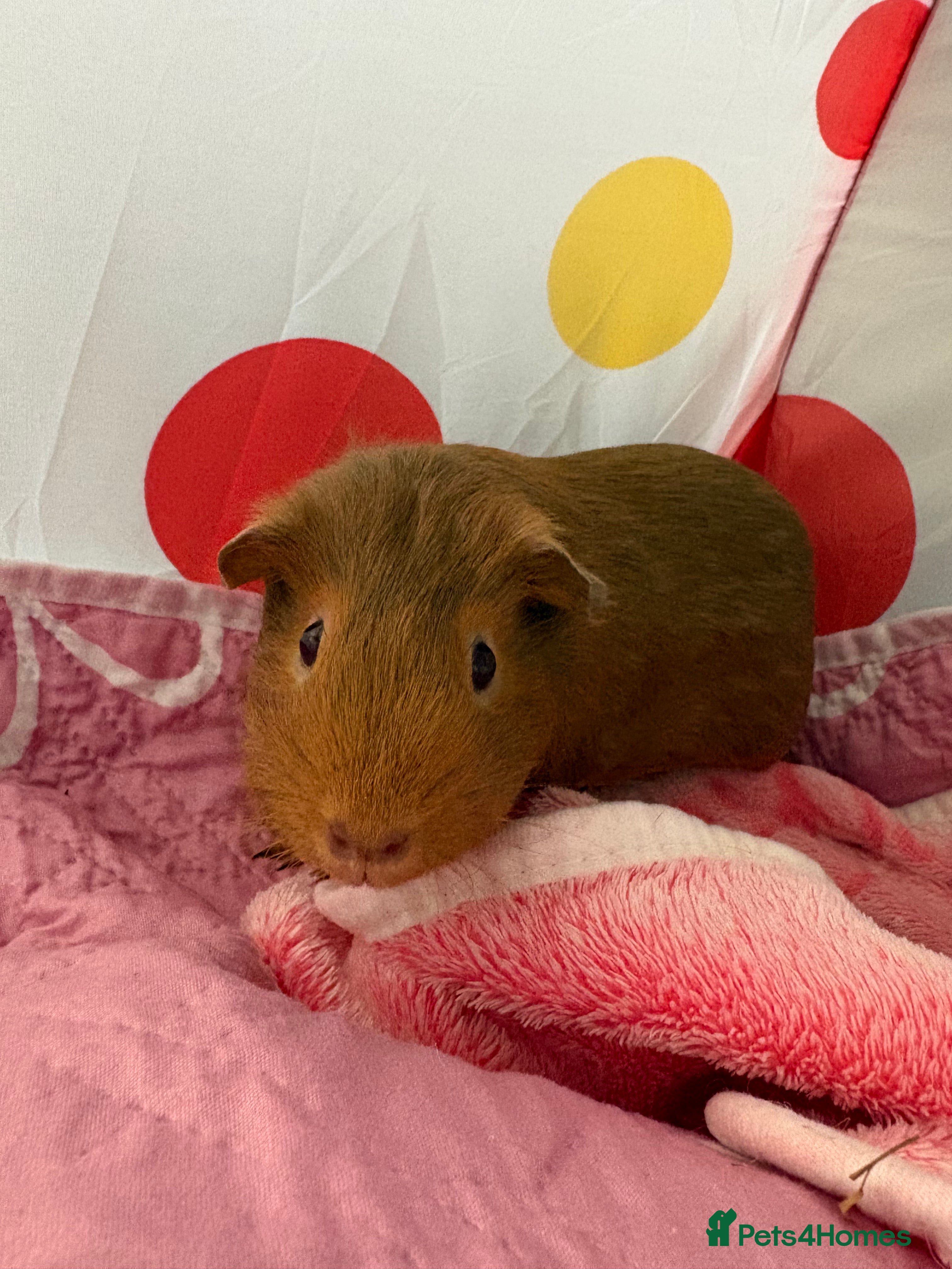 Guinea Pig rodents 2 female guinea pigs  - Advert 1