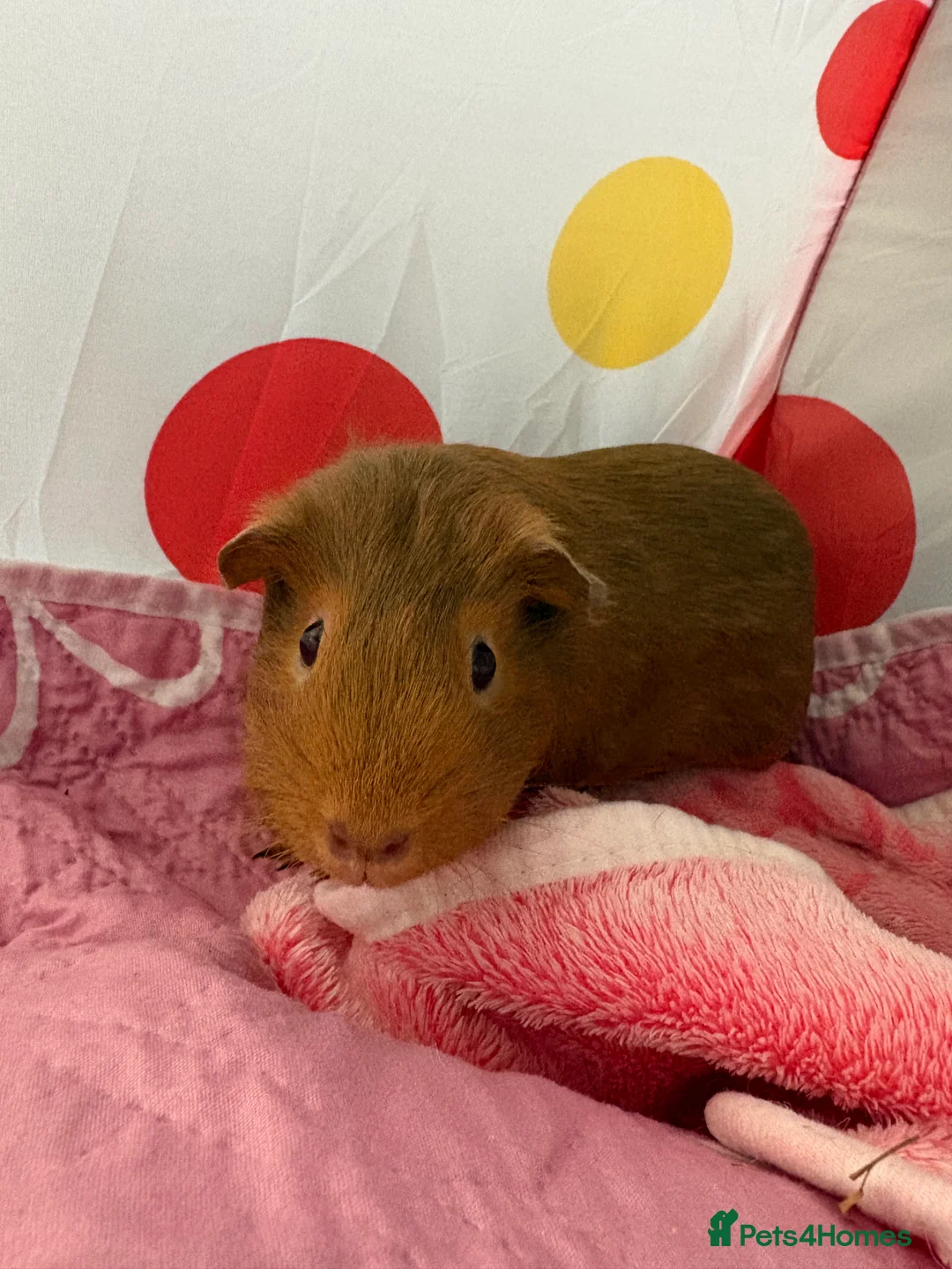 Guinea Pig rodents for sale: 2 female guinea pigs  - Advert 1