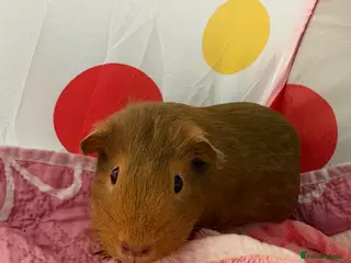 Guinea Pig rodents 2 female guinea pigs - Advert 1