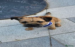 Border Terrier dogs for stud: Looking to Stud for Puppies - Image 3