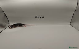 Rat rodents for sale: NOV: 18 Rats For Sale - Advert 6