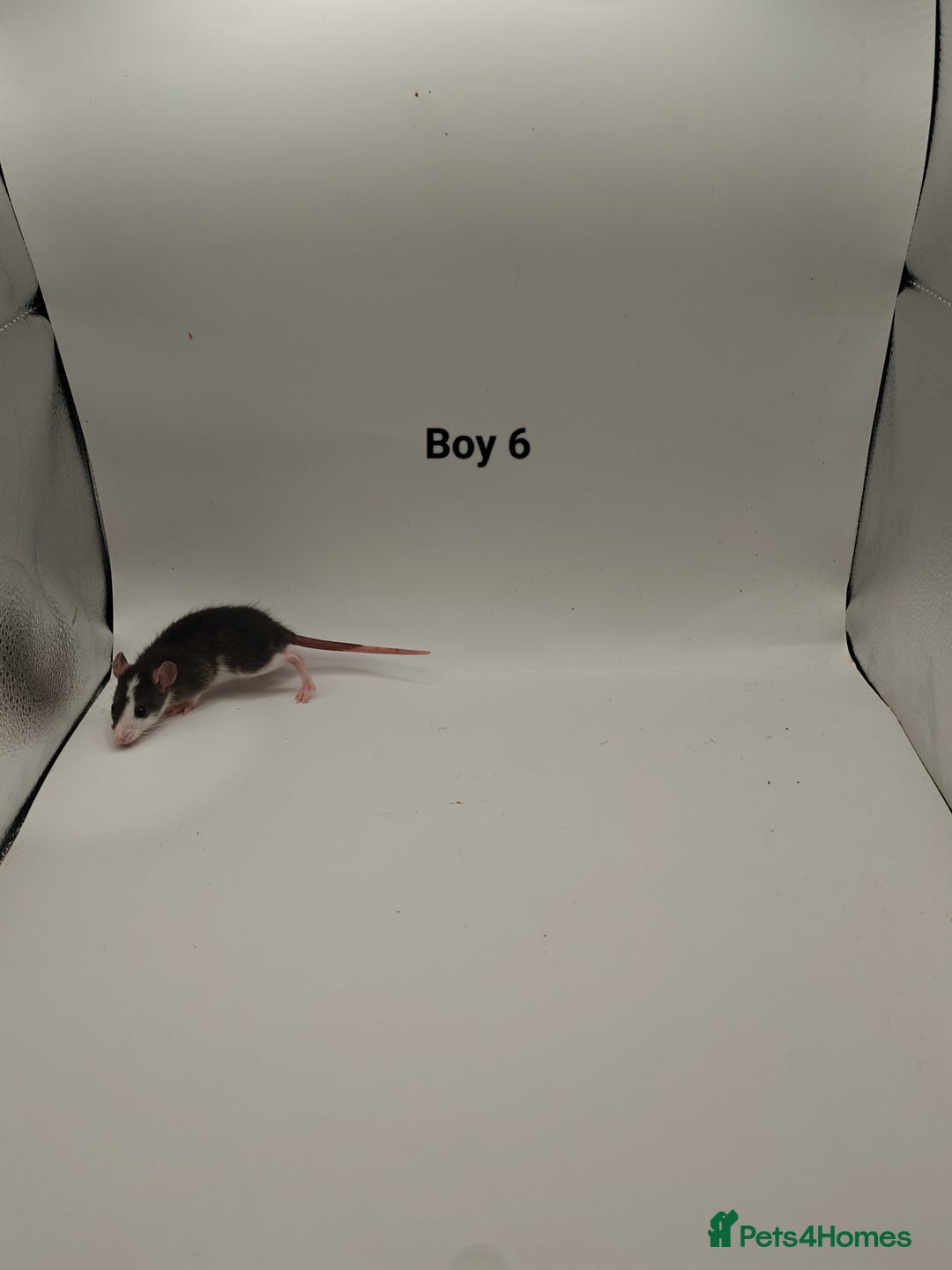 Rat rodents for sale: NOV: 18 Rats For Sale - Advert 6