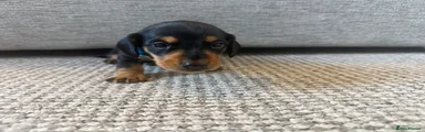 Dachshund 2